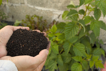 Hands holding finished compost near green plants, representing real compost for the Sunefun composting guide