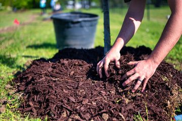 Hands adding compost around a young plant, representing proper use of Sunefun compost output